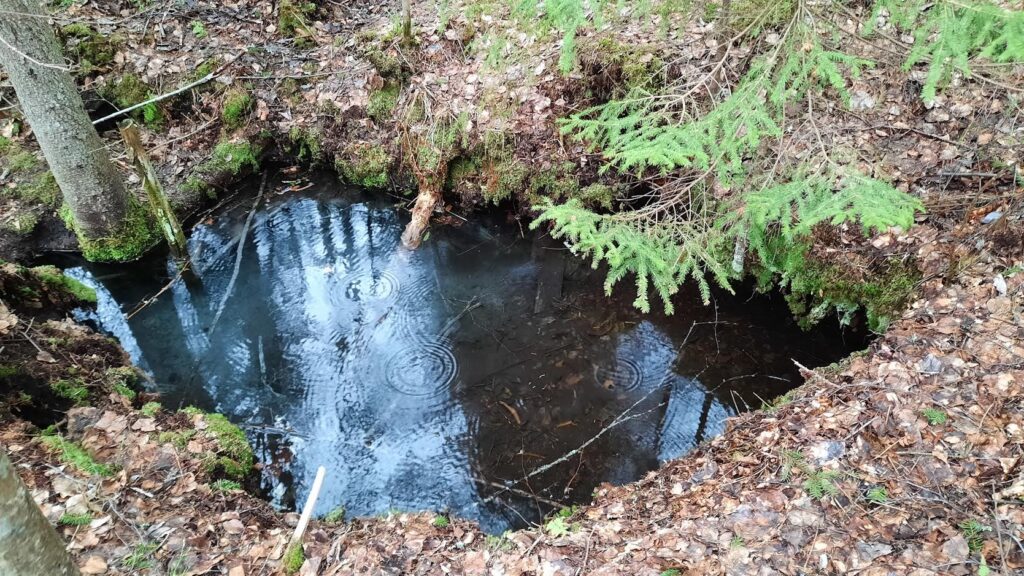 Lähde metsässä