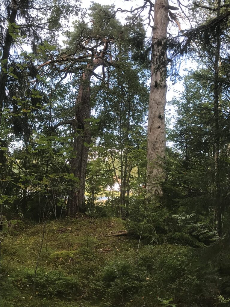 Metsää, jossa puita ja kelo, pieni poluntapainen.
