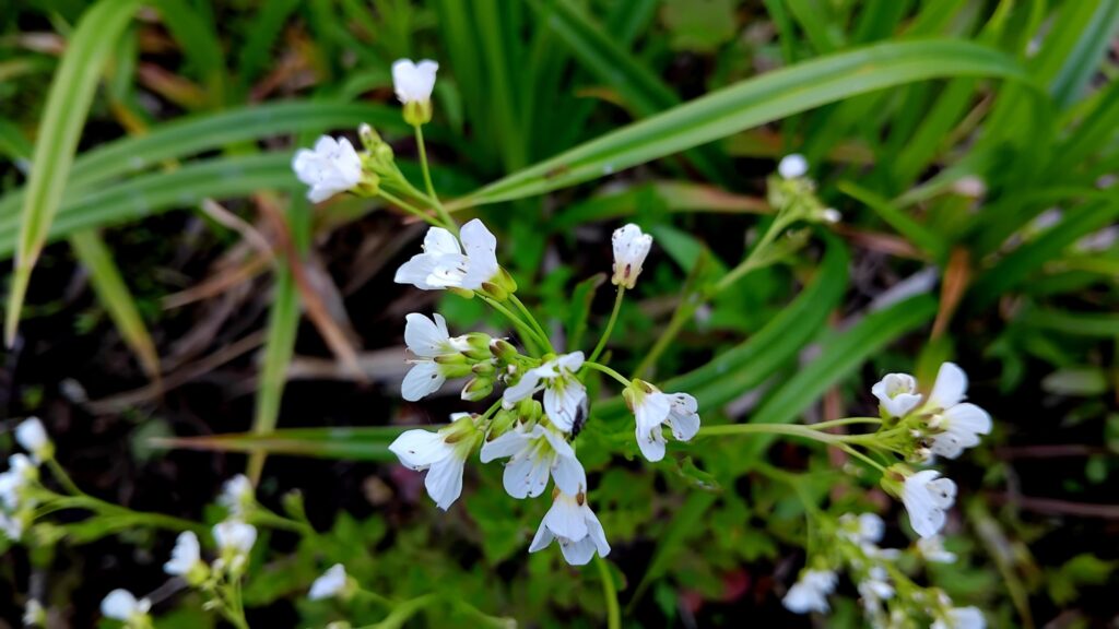 Kukkiva purolitukka