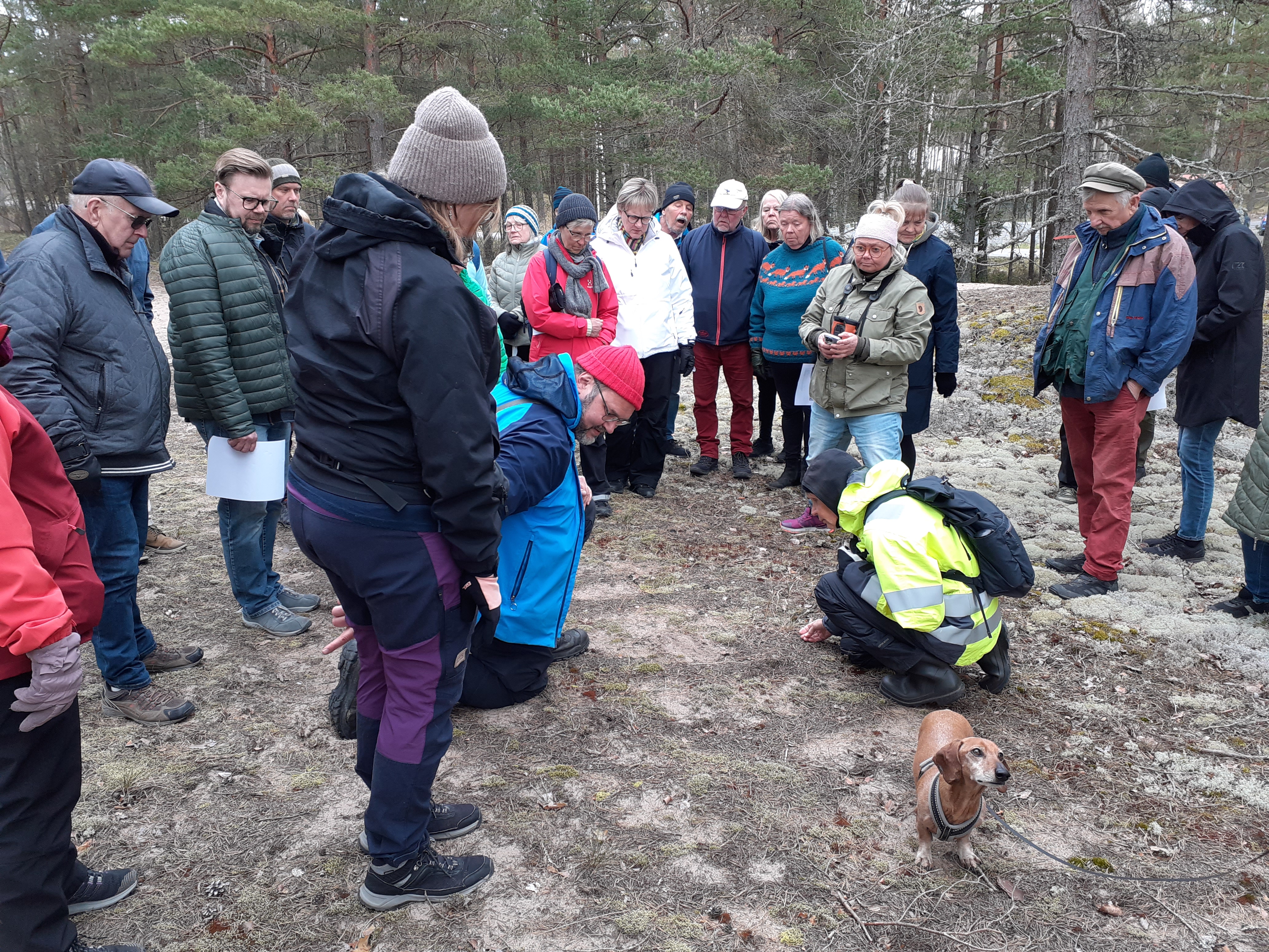 Dyynikävelytapahtuman osanottajat ovat piirissä ja katsovat, kun punapipoinen opas tutkii jäkälää kasvavaa maapohjaa. Etualalla kurkistelee mäyrökoira.