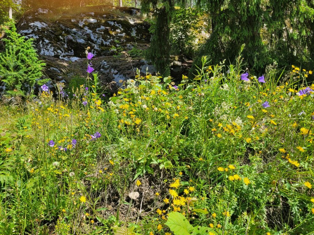 Kuvassa on runsasta sini- ja keltakukkaista niittylajistoa Luhtalahden kalliokedolla Lohjalla.