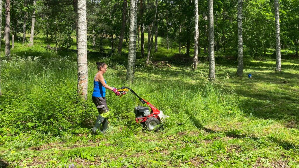 Naispuolinen luonnonhoitaja on käsin työnnettävän palkkiniittokoneen ohjaimissa eli työntää moottorikäyttöistä niittokonetta eteenpäin lämpimän kesäisessä sekapuuhaassa Lohjan Paloniemessä.