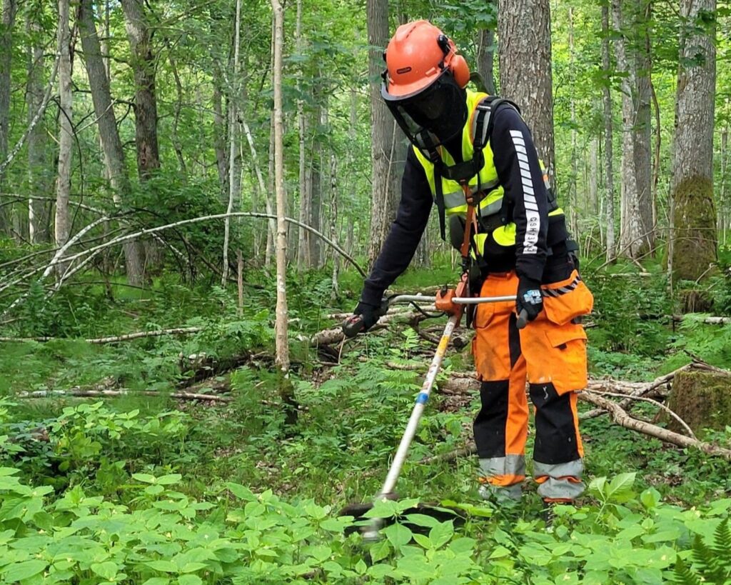 Kuvassa Kypärään, siihen liittyvään kasvosuojukseen ja oranssiin, keltaiseen ja mustaan vaatetukseen pukeutunut luonnonhoitaja on raivaussahan "ohjaksissa" aloittamassa yhtenäisen rikkapalsamikasvuston torjumista.