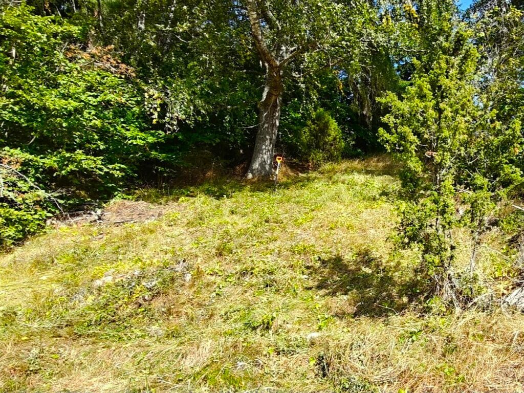 Melko jyrkkä ketorinne niitettynä aurinkoisessa säässä. Etualalla kataja, takana lehtipuita.