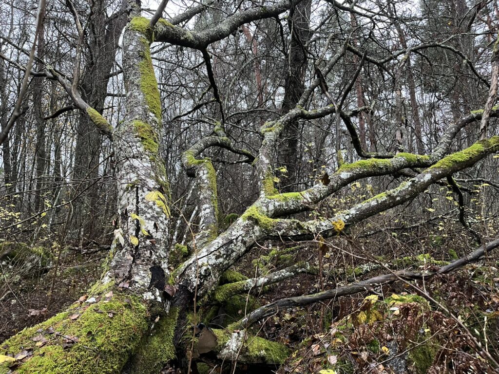 Pappilanmäen metsissä on monipuolinen puustorakenne ja laadukasta lahopuuta.  Kuva: Eini Kosonen.