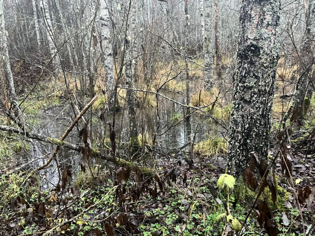 Koivuniemenkadun linjaus kulkee osin kosteikon eteläreunassa. Kuva: Eini Kosonen.