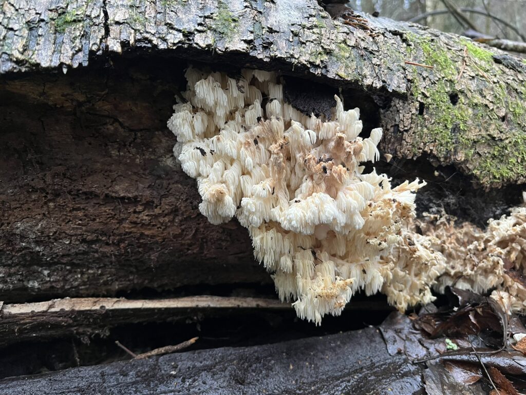 Vaasan toinen 2000-luvulla havaittu koralliorakas kasvoi järeällä koivumaapuulla. Kuva: Eini Kosonen.
