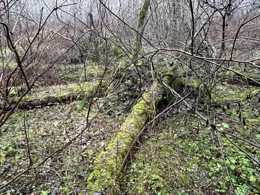 Alueen vaatelias lajisto suosii pitkälle lahoneita lehtimaapuita. Kuva: Eini Kosonen.