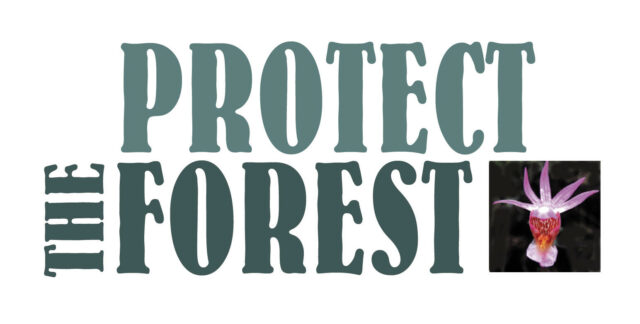 Kuvassa on logo, jossa lukee Protect the Forest.