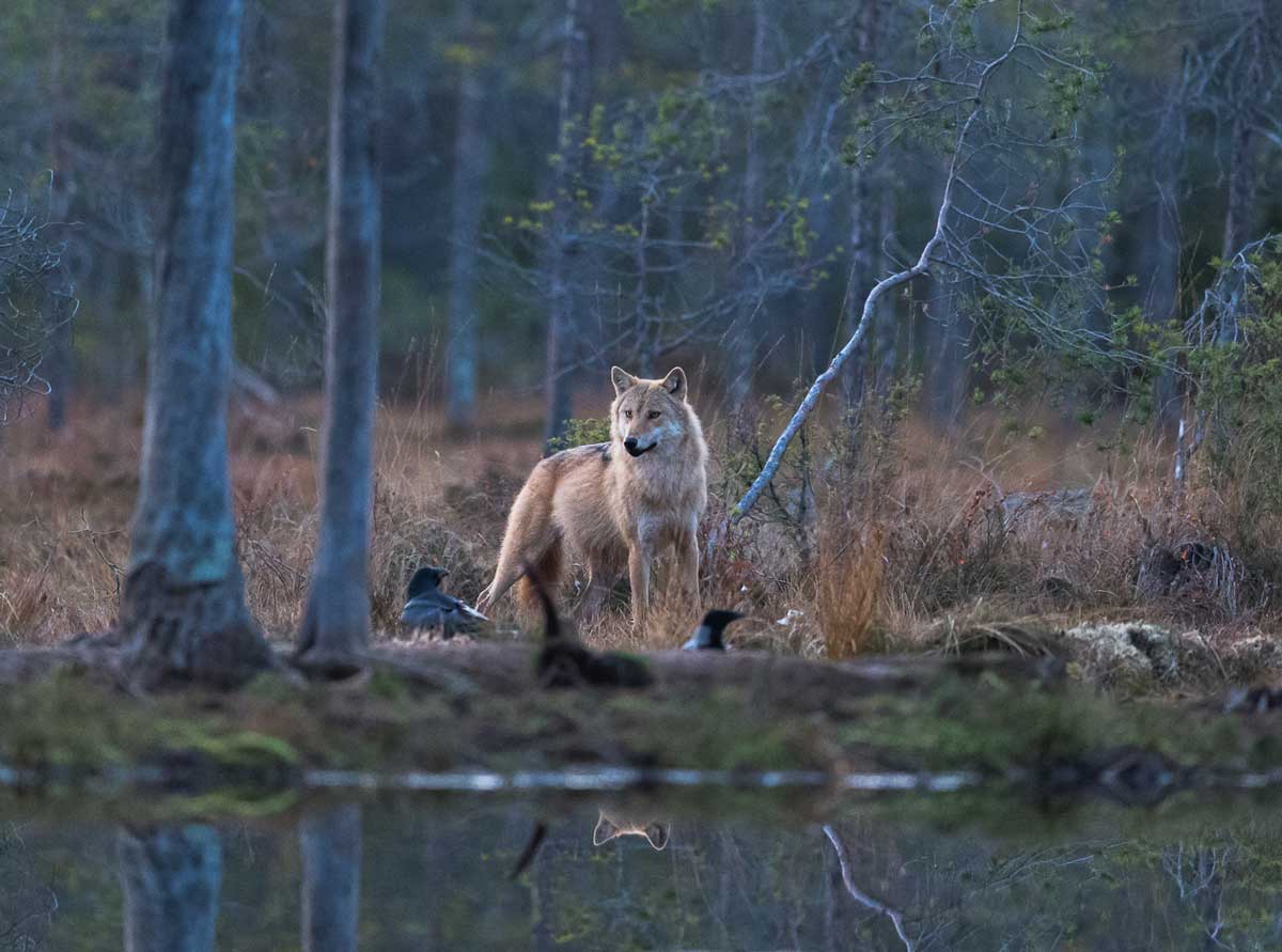 Luonnonsuojeluliiton Lausunto Karhukiinti asetuksesta Mets stysvuodelle Luonnonsuojeluliiton Lausunto Karhukiinti asetuksesta Mets stysvuodelle