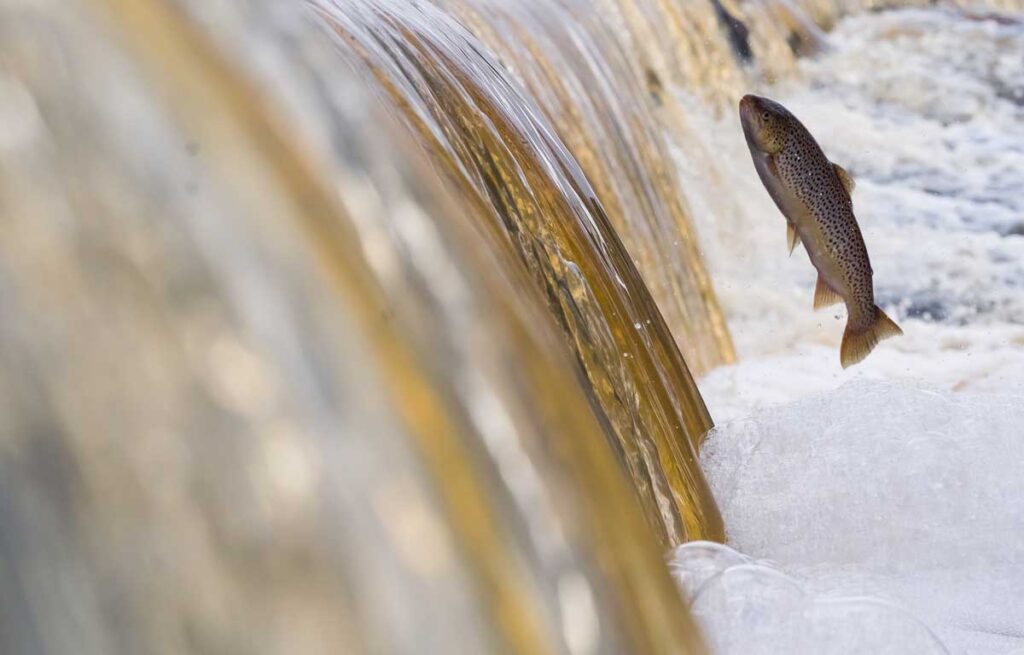 Taimen hypp&auml;&auml;.