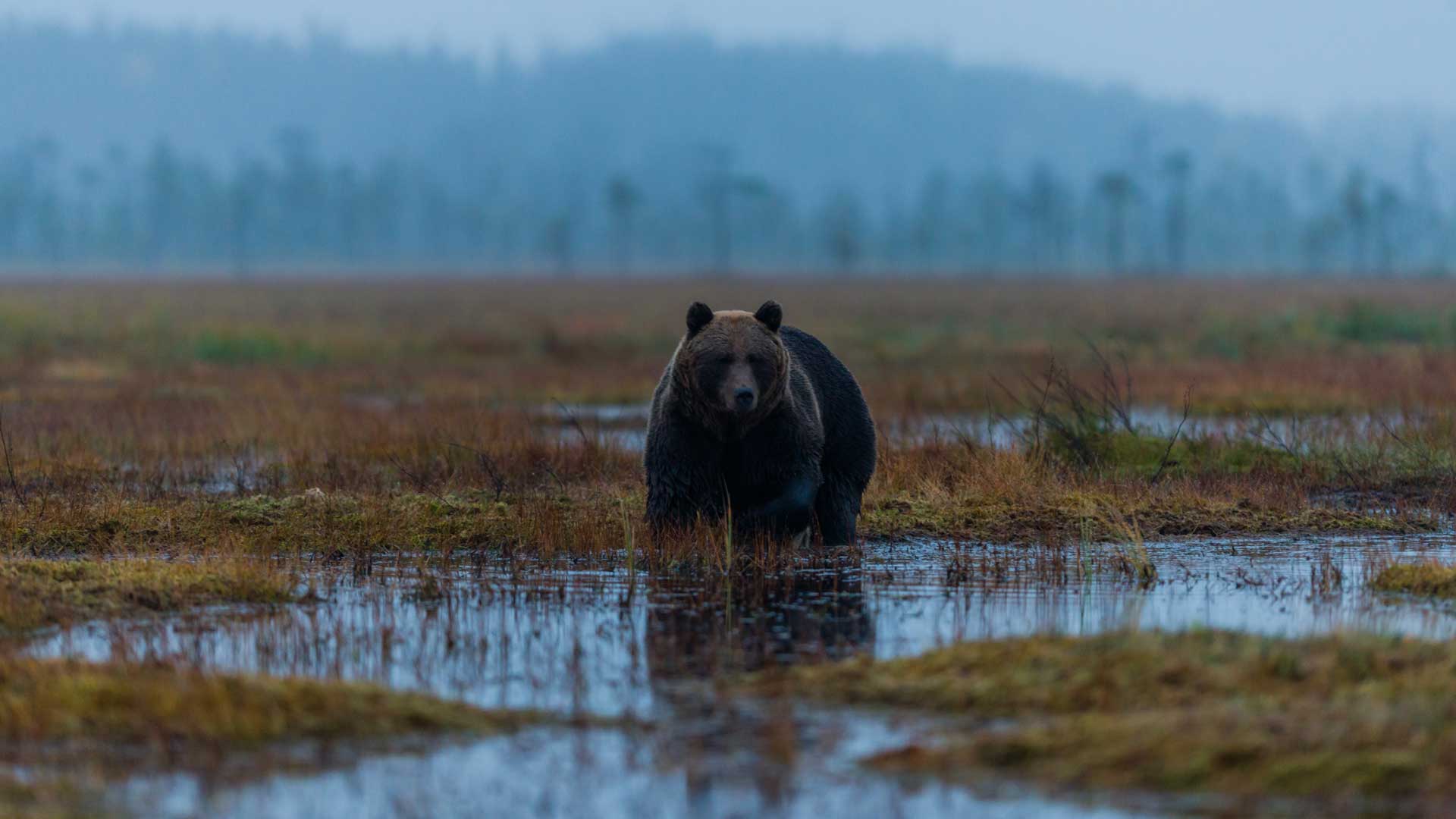 Karhu katsoo suoraan kameraan seisoessaan suolammessa syksyllä.