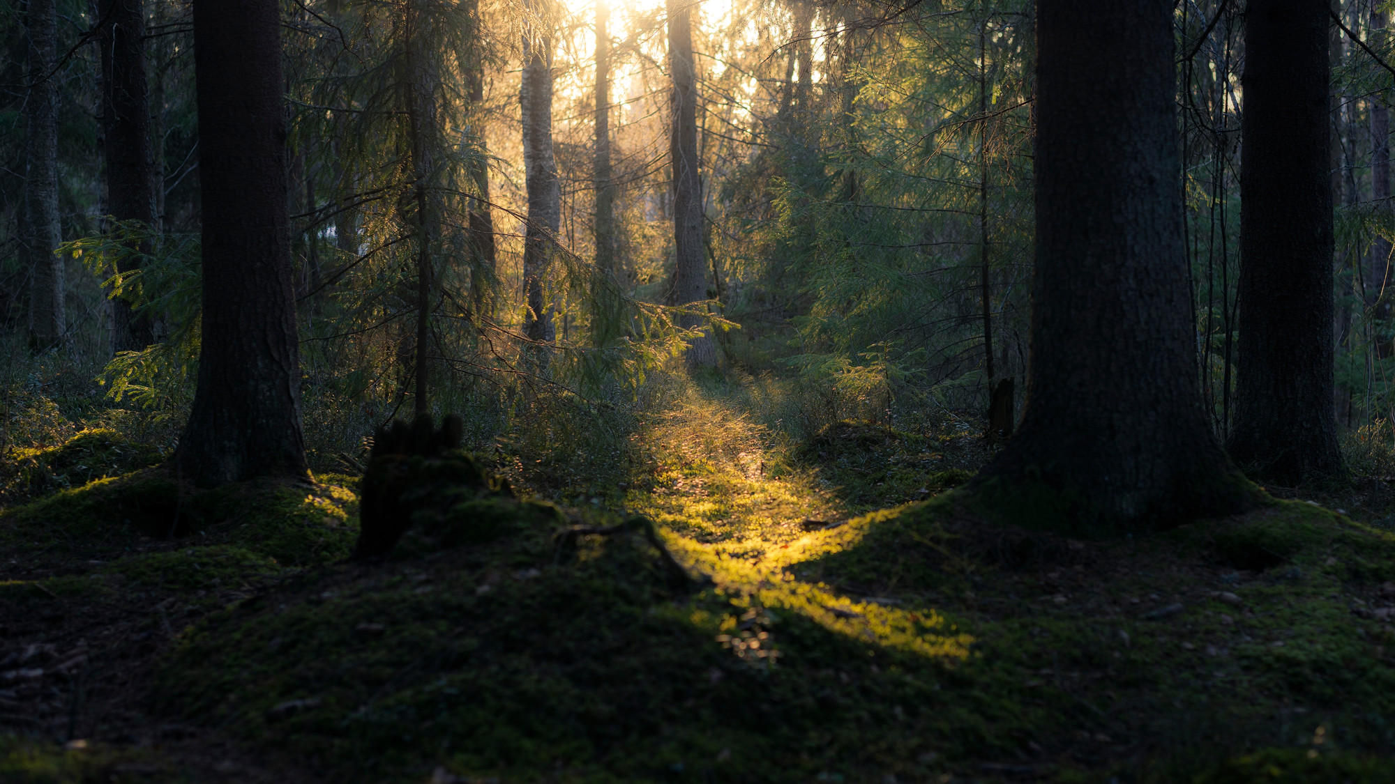 Aurinko paistaa puiden katveesta metsässä.