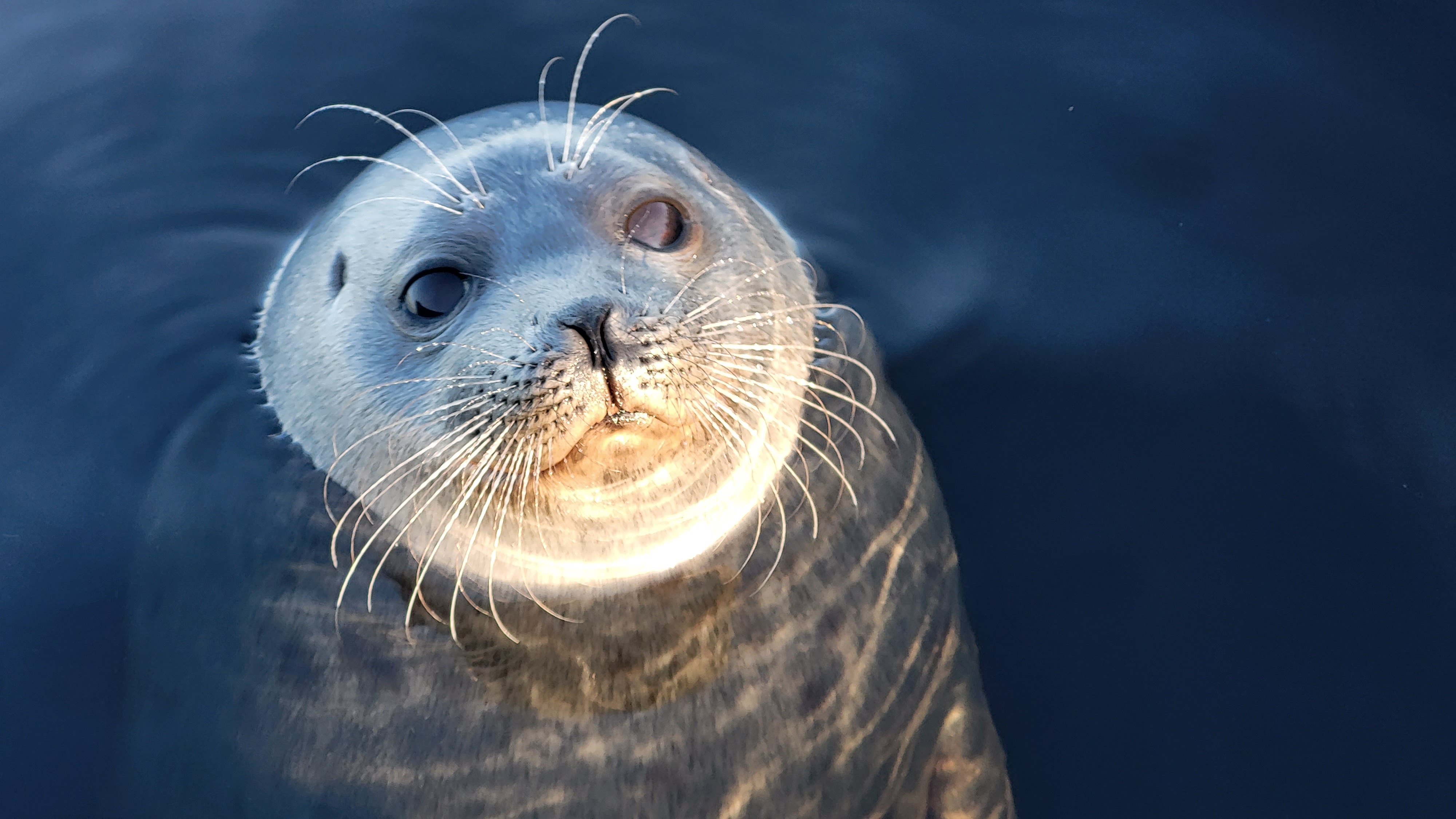 Saimaannorppa p&auml;&auml; pinnalla.