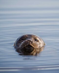 Saimaannorppa katsoo kameraan vedestä.