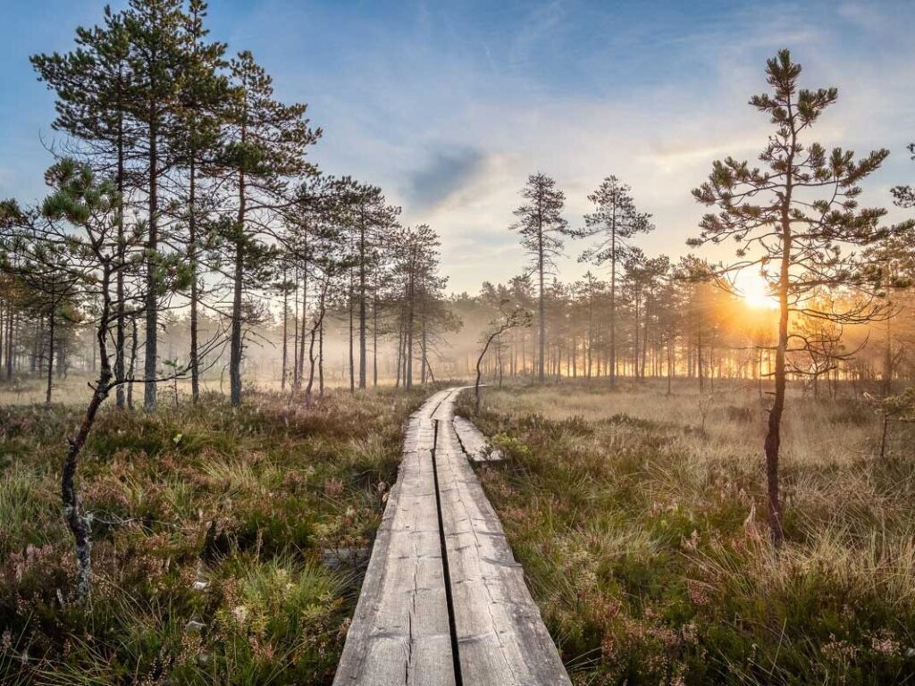 Pitkospuut suolla auringon noustessa.