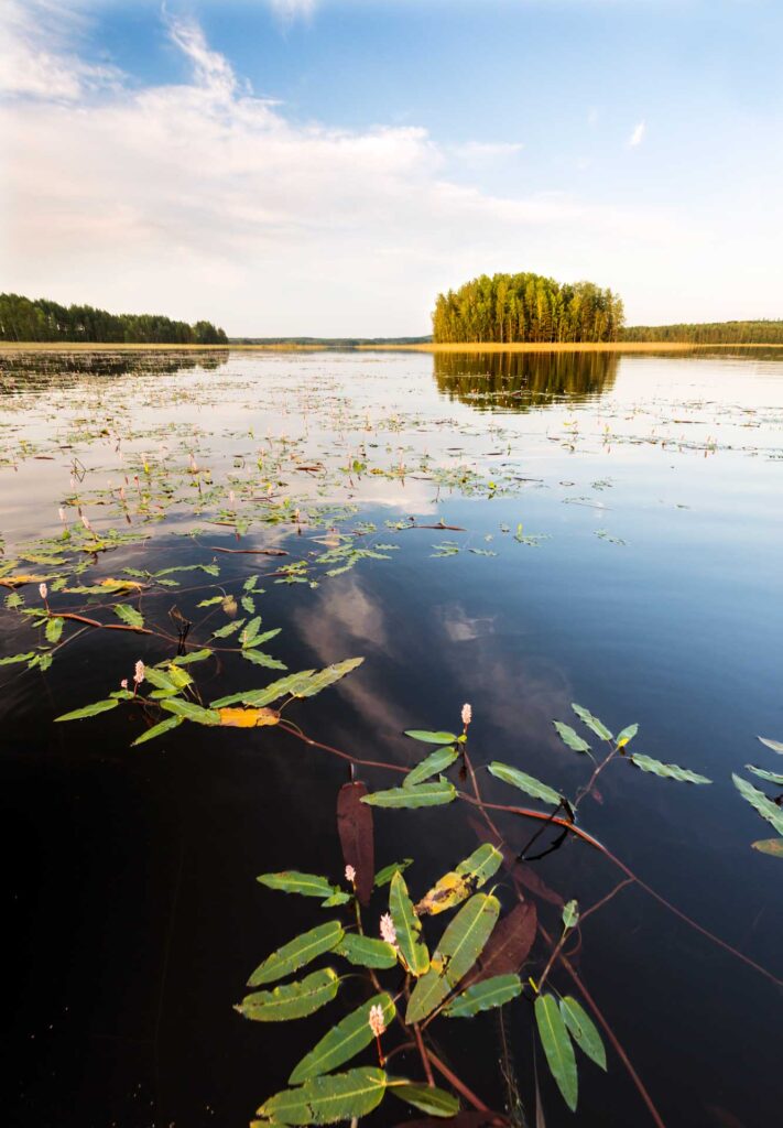 Peilityyni j&auml;rven pinta, jossa kelluu vesitatar-kasvia. Horisontissa siint&auml;&auml; saari.