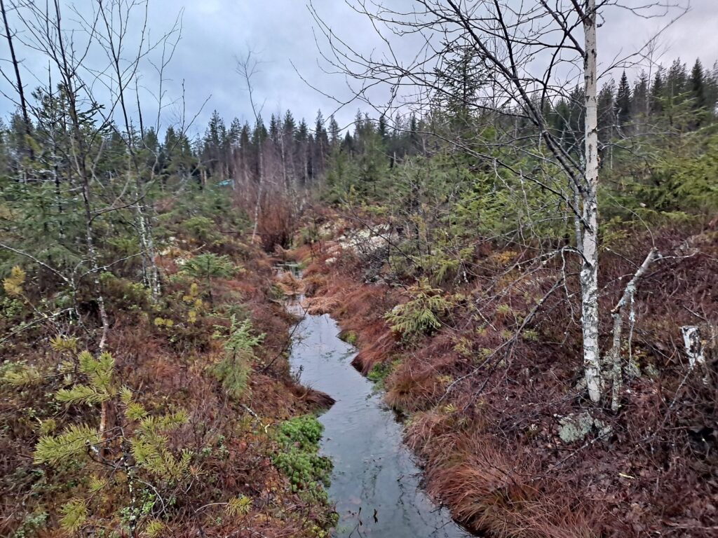 Suo-oja Sarasuolla.