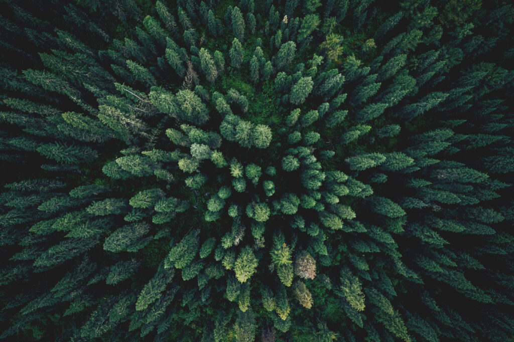 Ilmakuva metsästä.