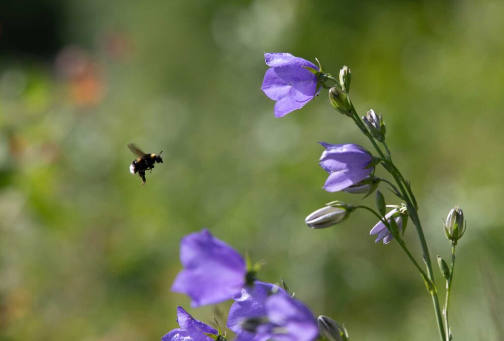 kimalainen lent&auml;&auml; kurjenkelloa kohti
