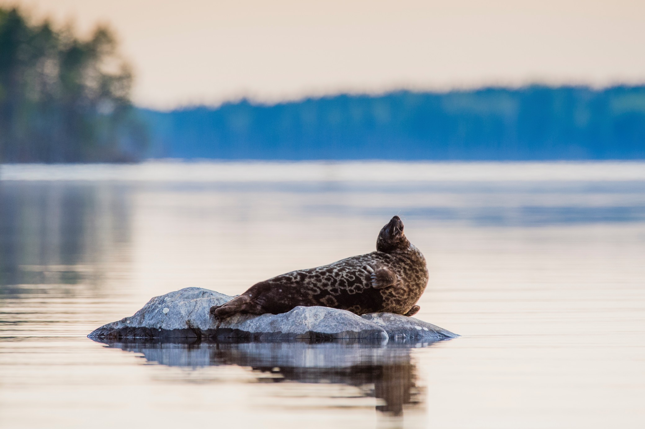 Saimaannorppa kivell&auml;.