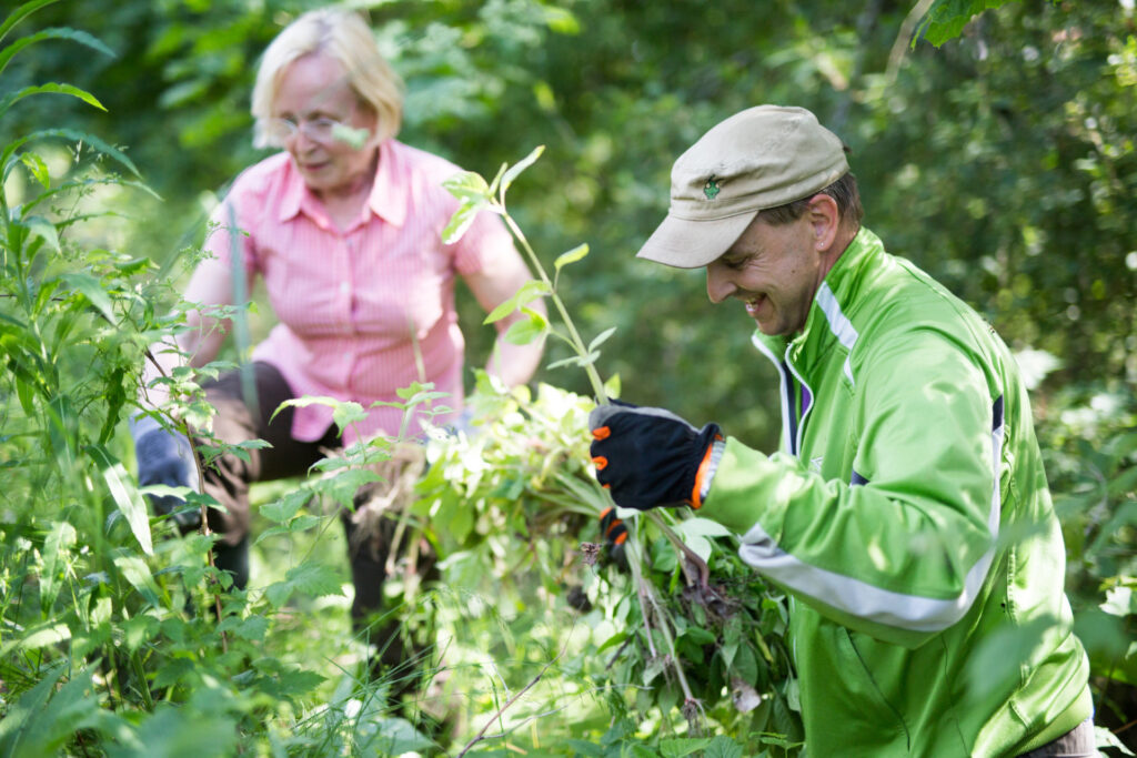 Jättipalsamin kitkentätalkoot Lappeenrannan Pallossa 17.6.2019