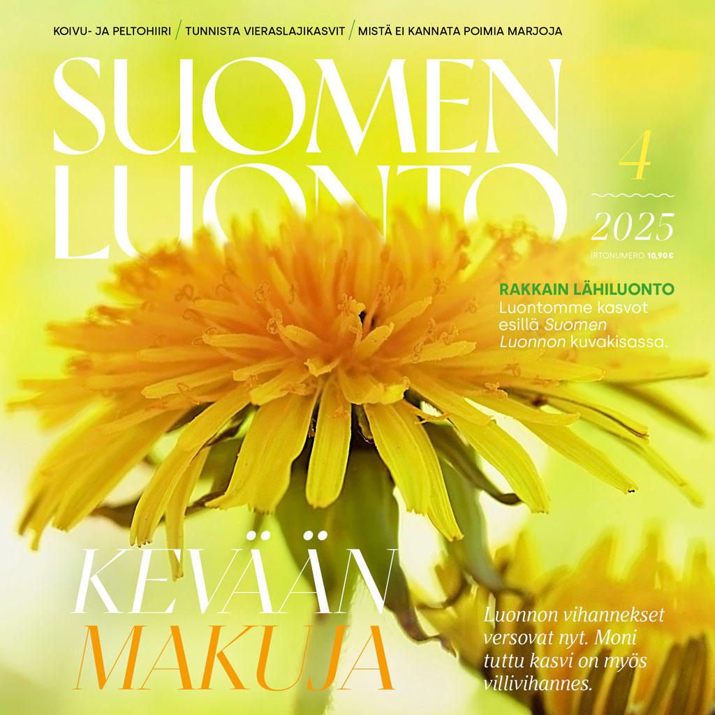 Suomen Luonto -lehden kannessa on voikukka.
