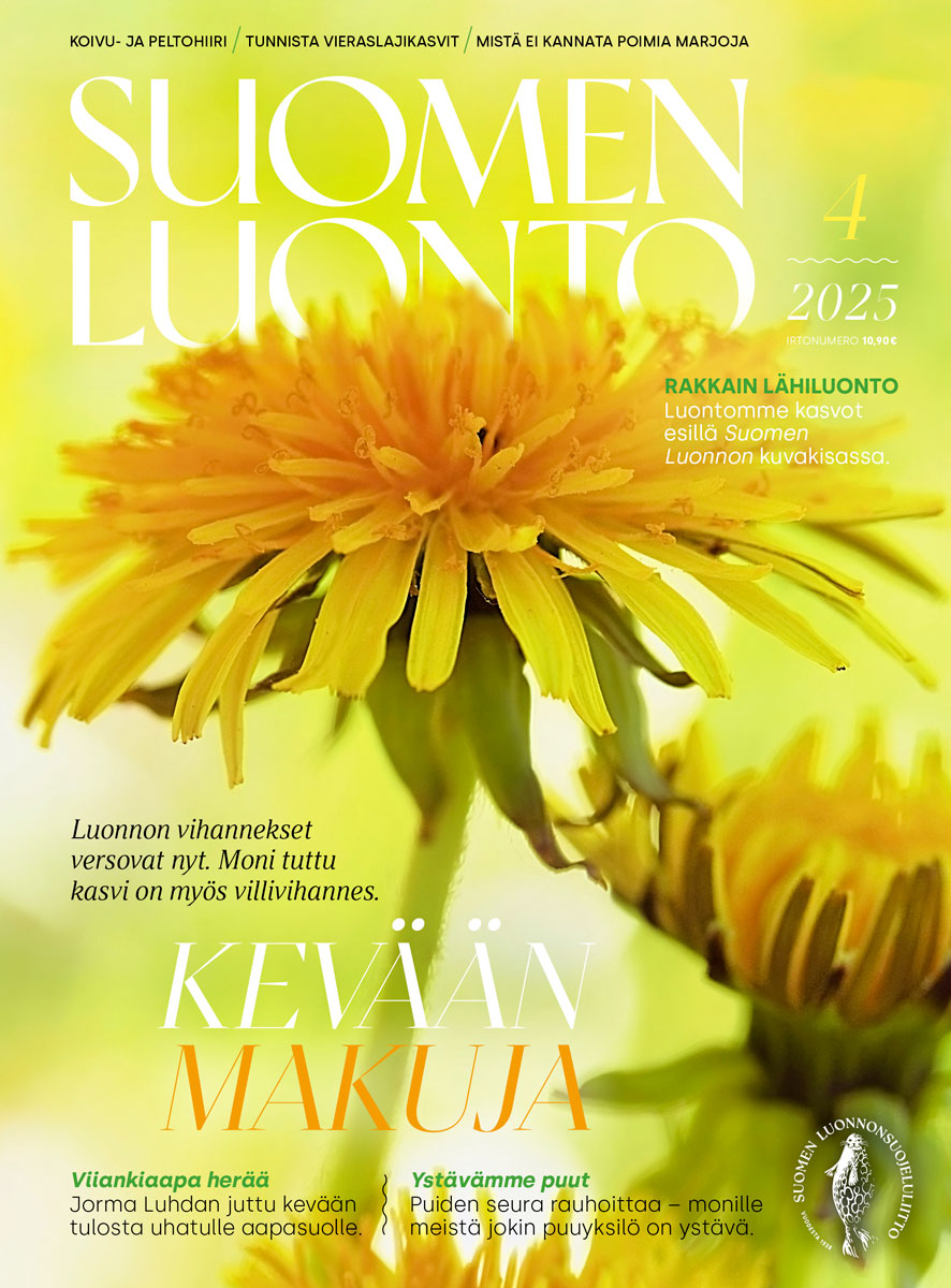 Suomen Luonto -lehden kannessa on voikukka.