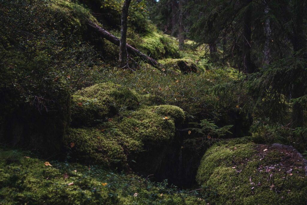 Sammalmetsä.
