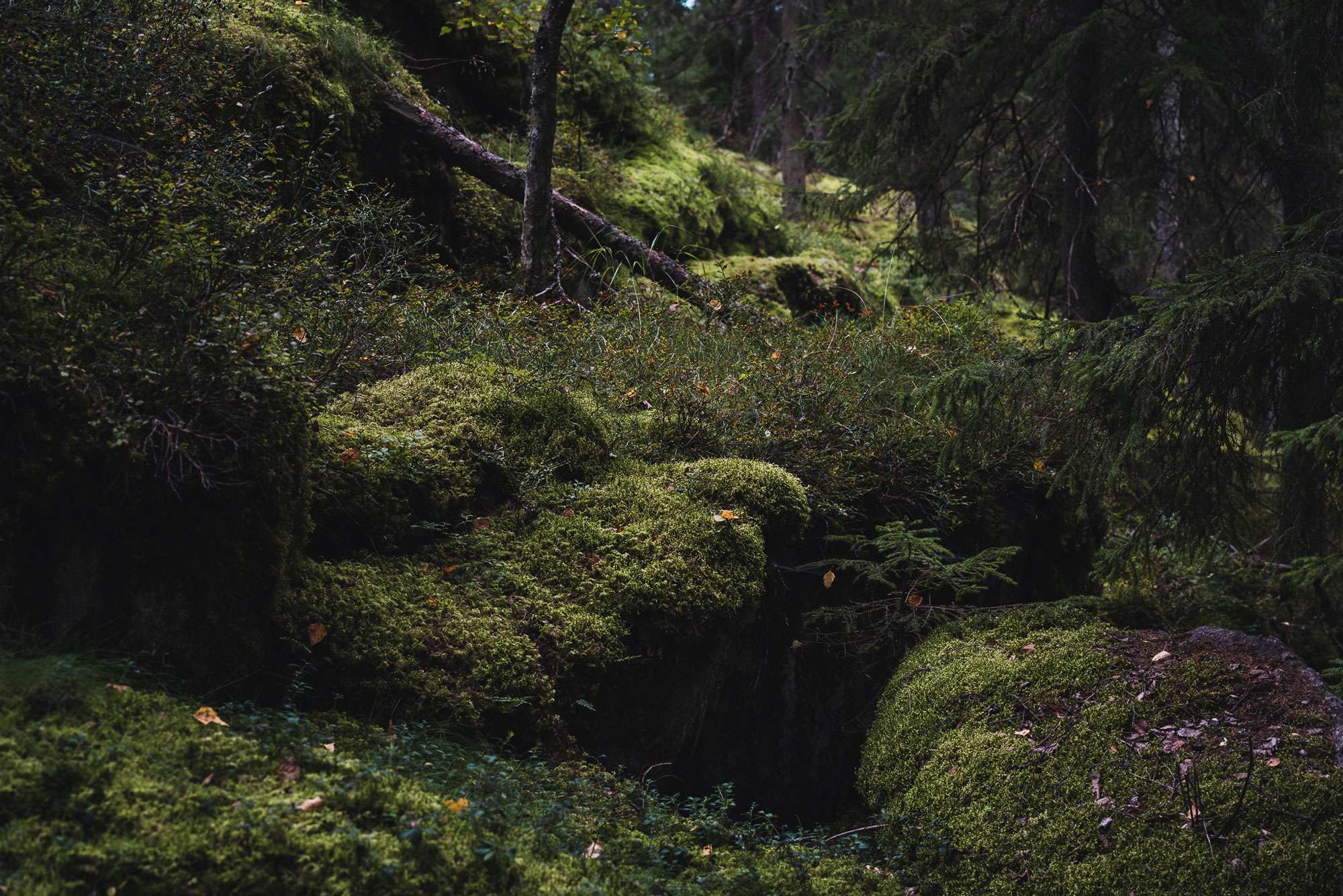 Sammalmetsä.