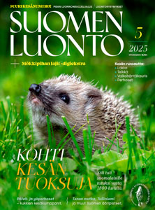 Suomen Luonto -lehden kannessa on siili.