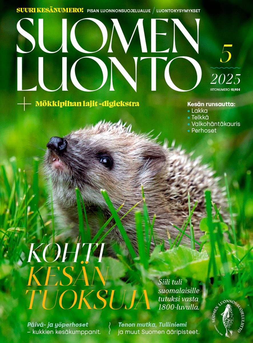 Suomen Luonto -lehden kannessa on siili.
