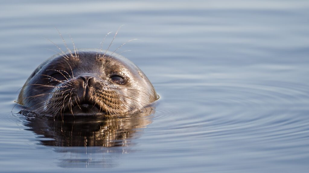 Saimaannorppa (kuva: Lasse Kurkela). Liity saimaannorpalle kuukausilahjoittajaksi!