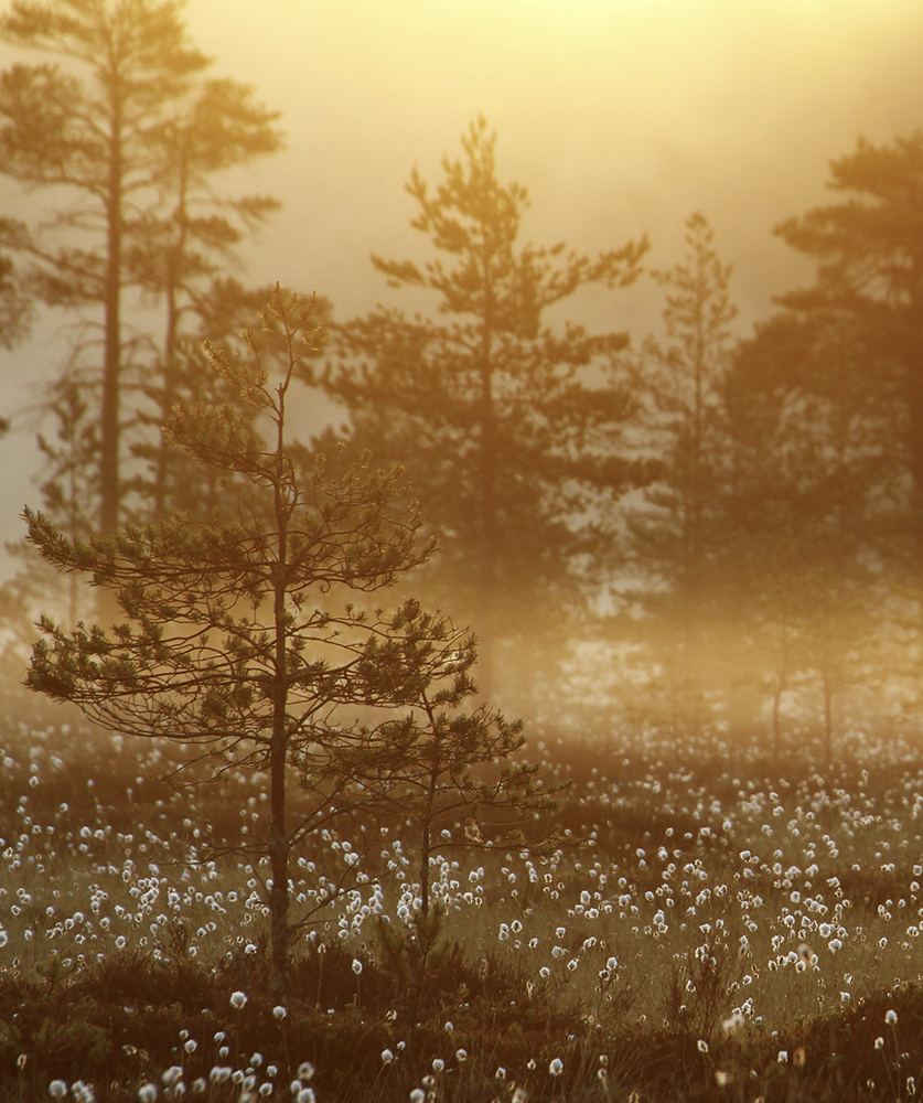 Auringonnousu suolla tupasvillojen kukkiessa.