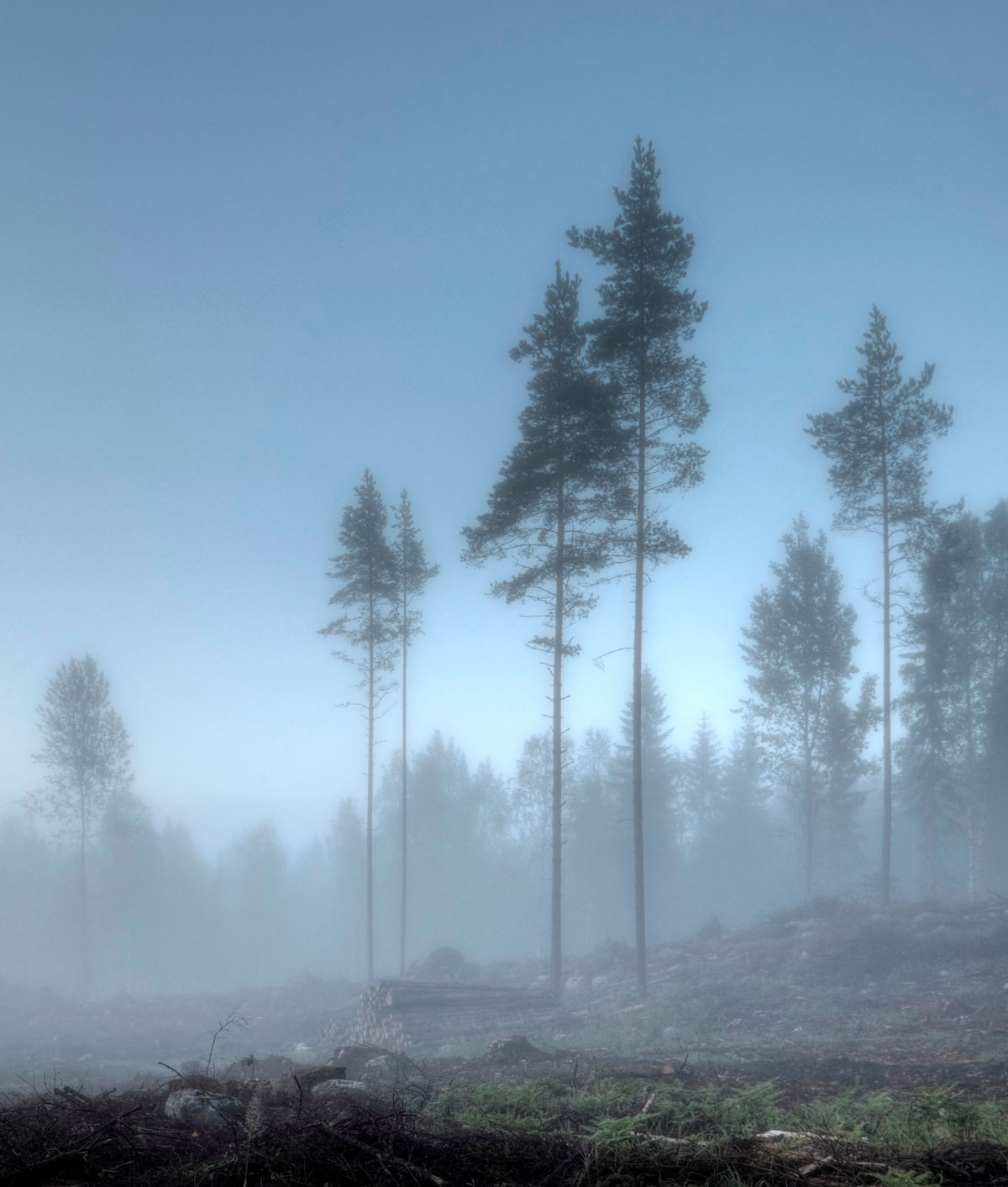 Sumuinen avohakkuuaukea.