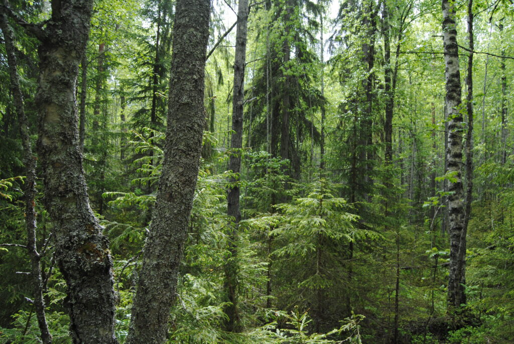 Vanhaa luonnonmetsää kesällä nyt suojellussa Oulujärven saaren metsässä.