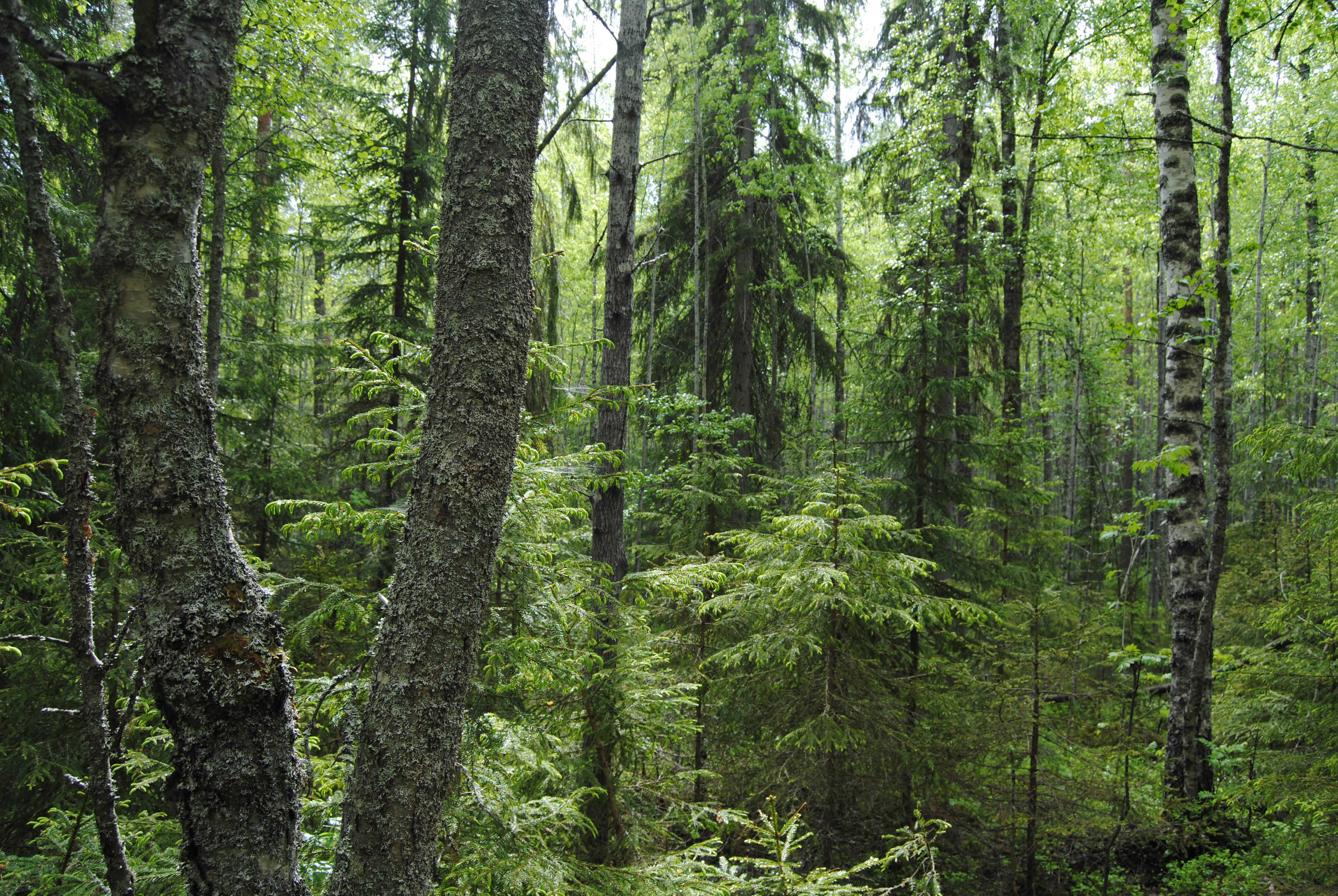 Vanhaa luonnonmetsää kesällä nyt suojellussa Oulujärven saaren metsässä.