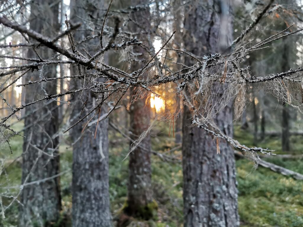 Vanha metsä auringonlaskussa.