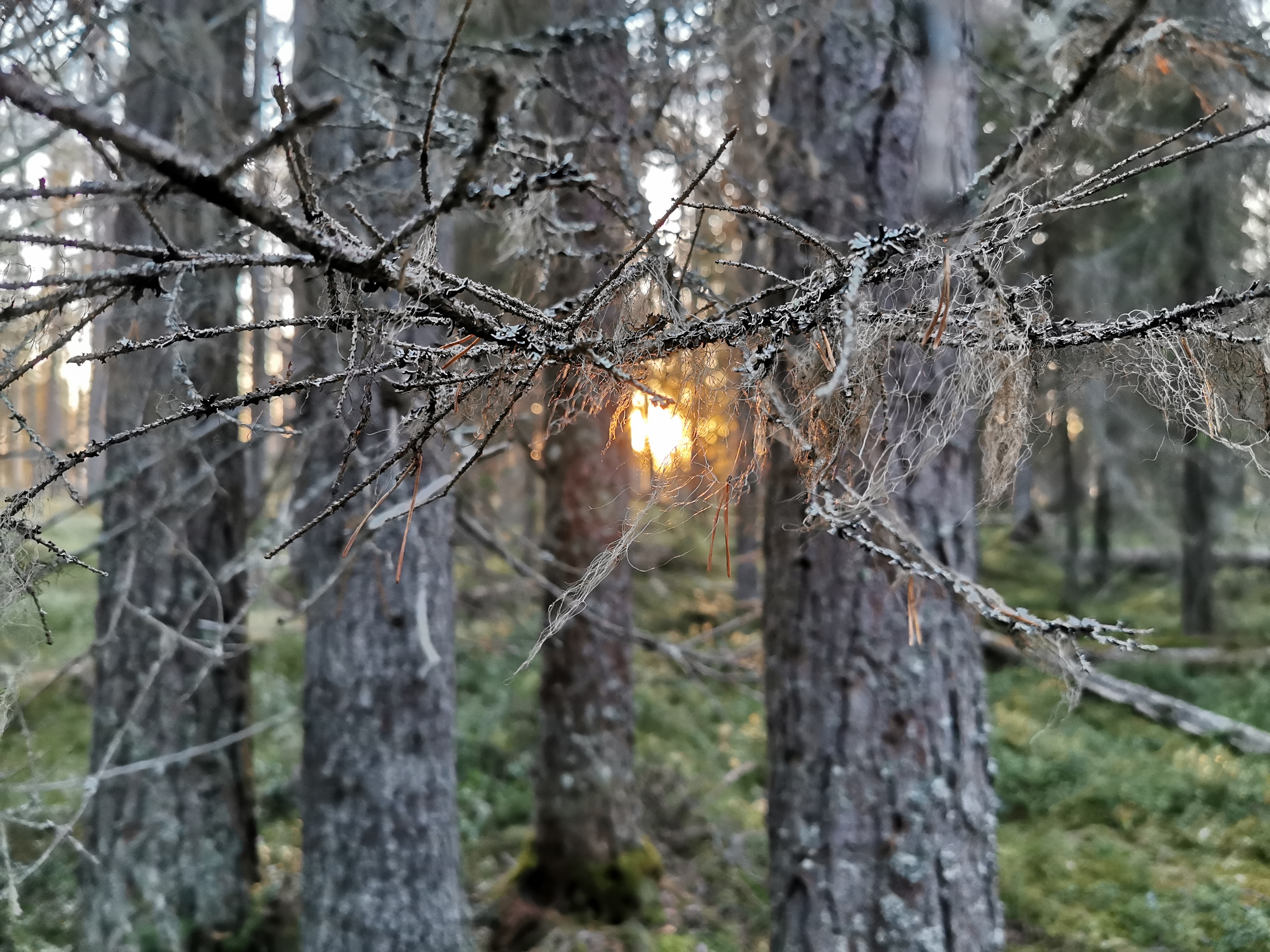 Vanha metsä auringonlaskussa.