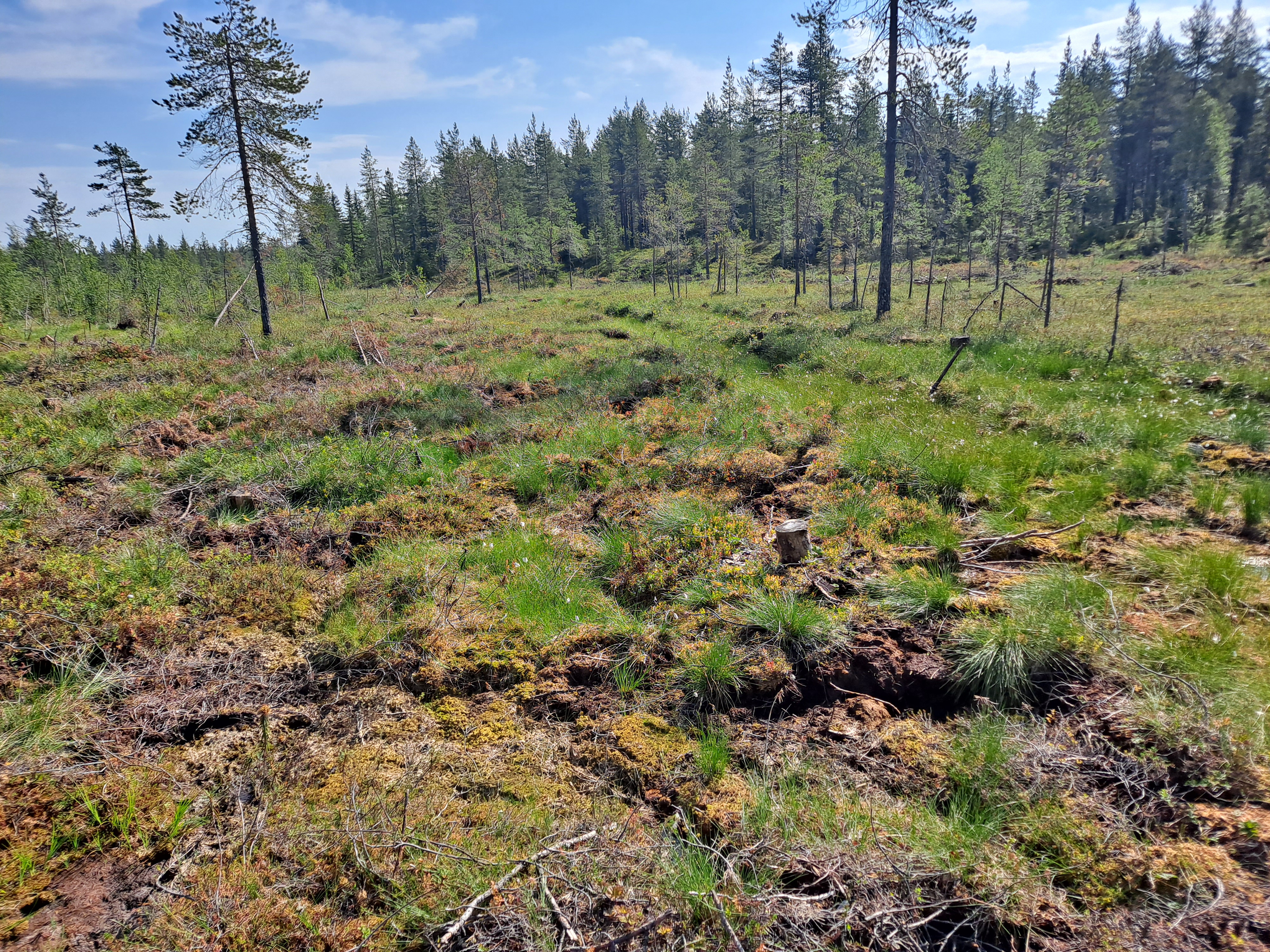 PT-Design Oy:n tuella ennallistettu suo