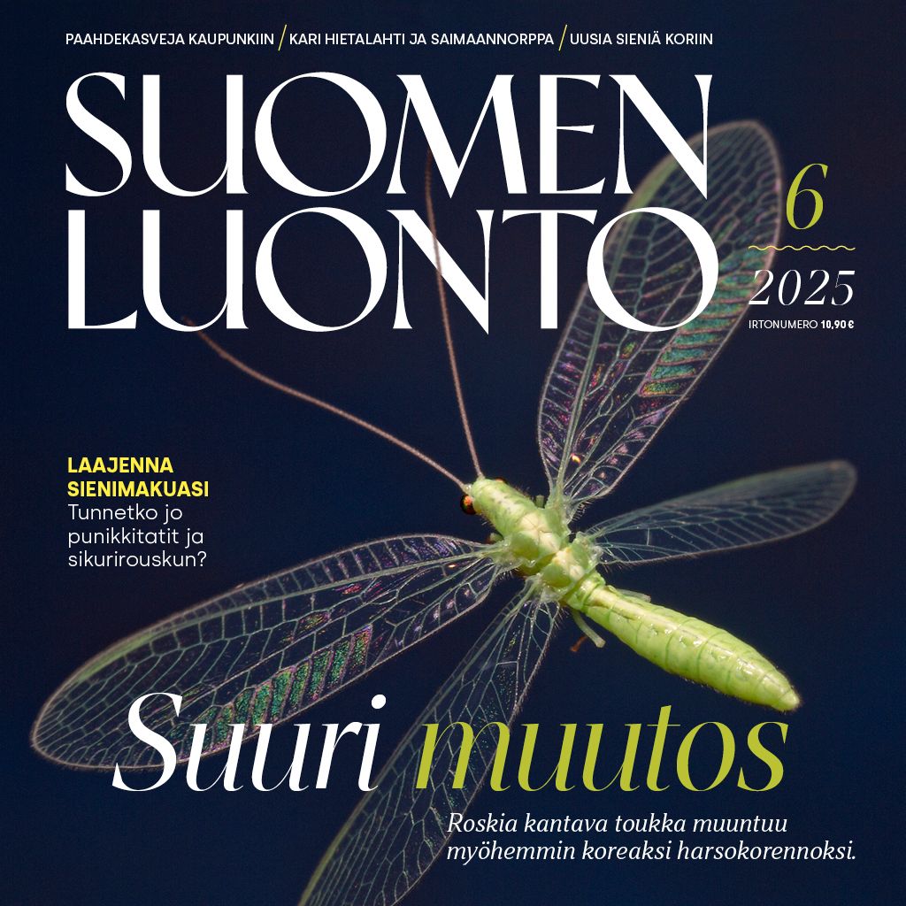 Suomen Luonto -lehden kannessa on harsokorento.