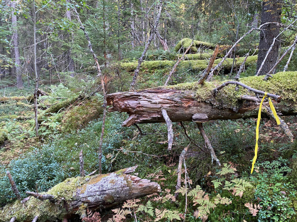 Metsä.