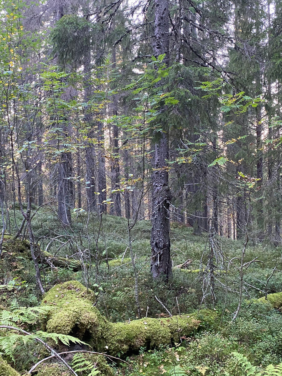 Metsä.