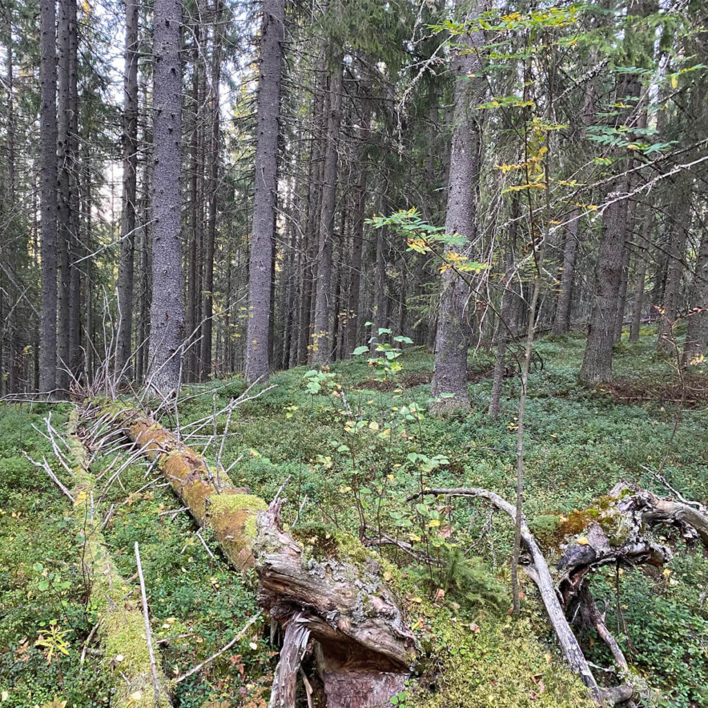 Metsä.
