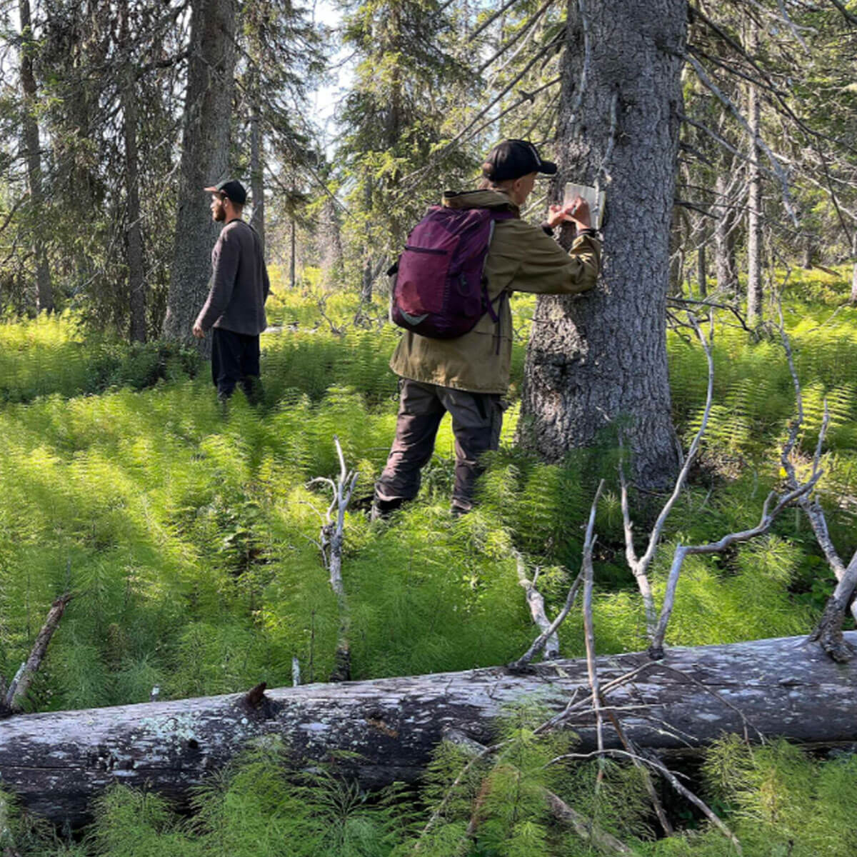 Kaksi metsäkartoittajaa metsässä.