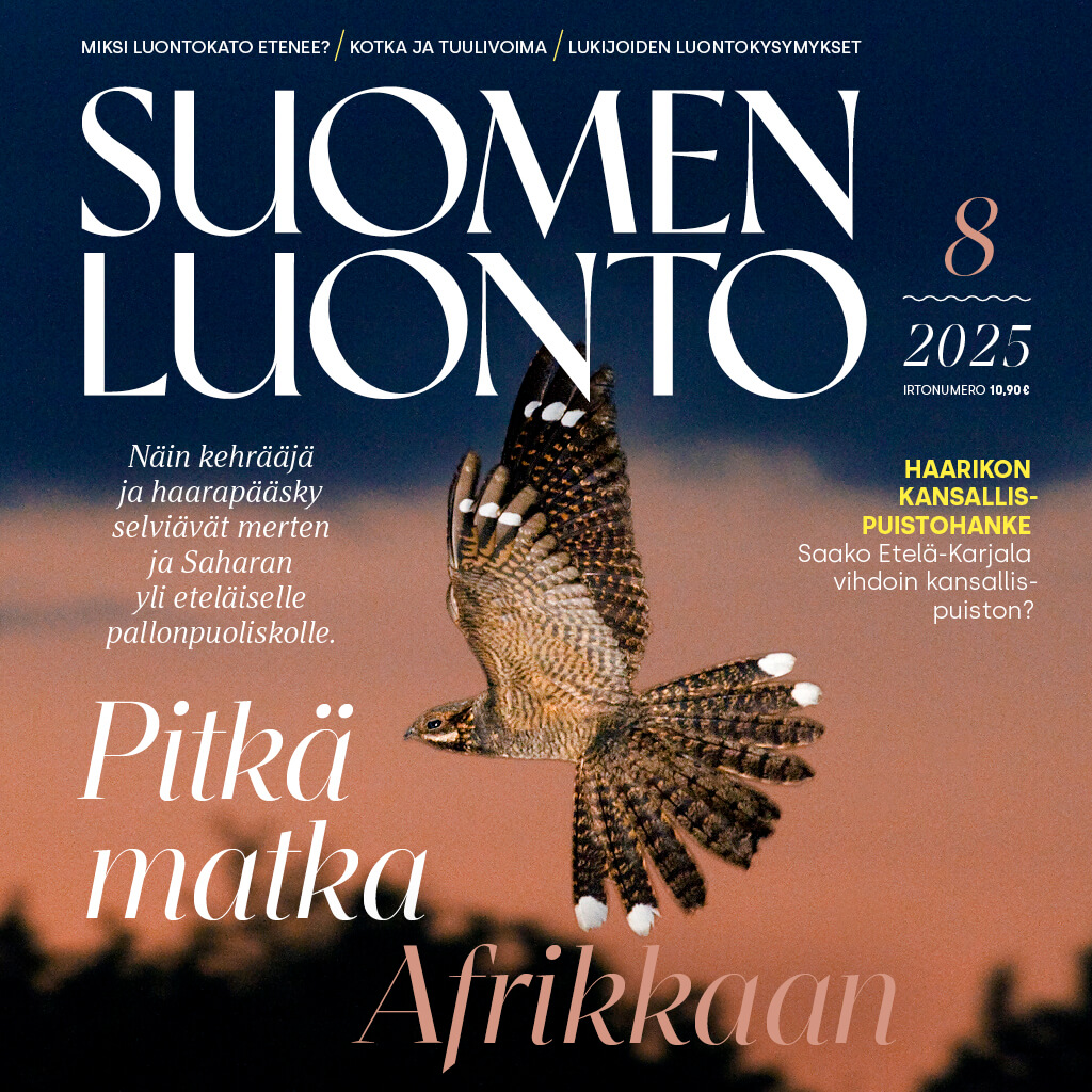 Suomen Luonto -lehden kannessa on kehrääjä.