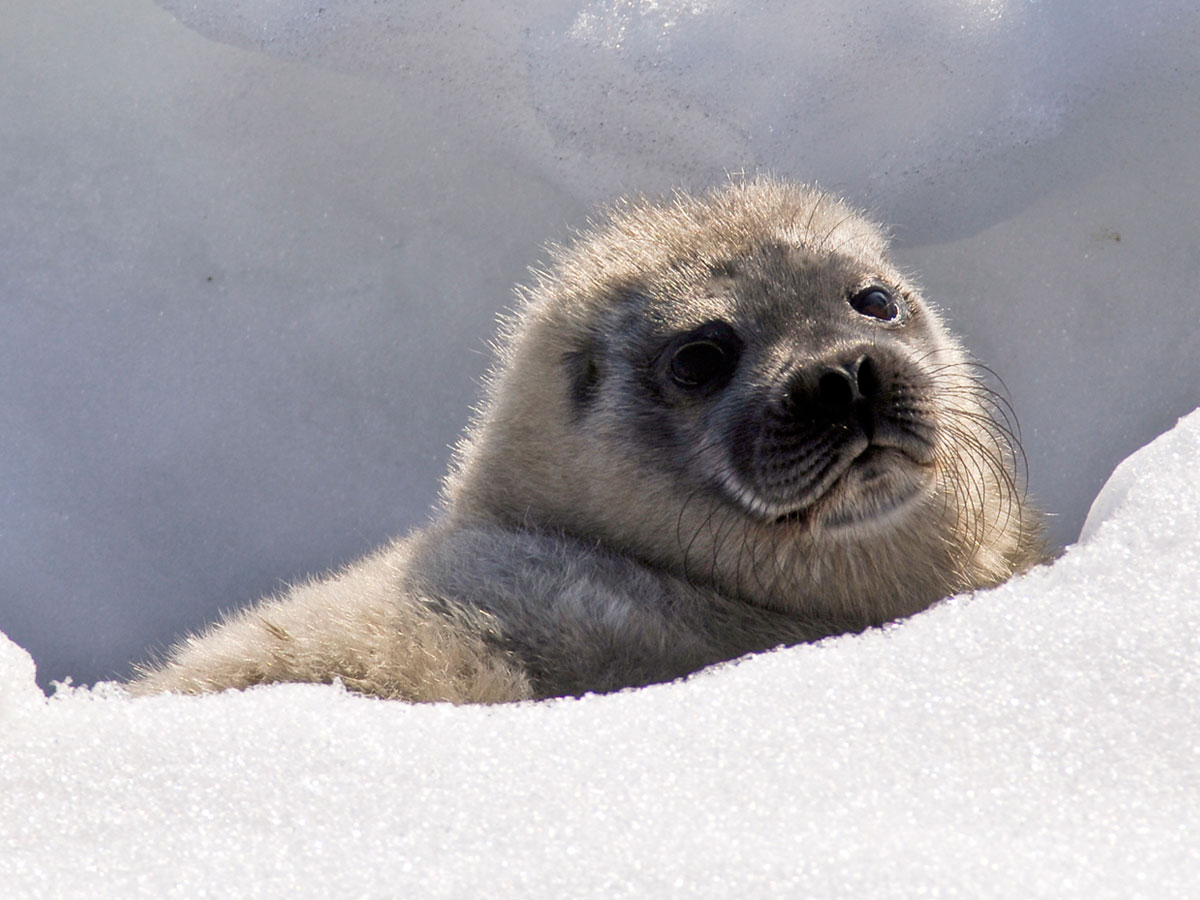 Kuutti kurkistaa lumen keskelt&auml;.