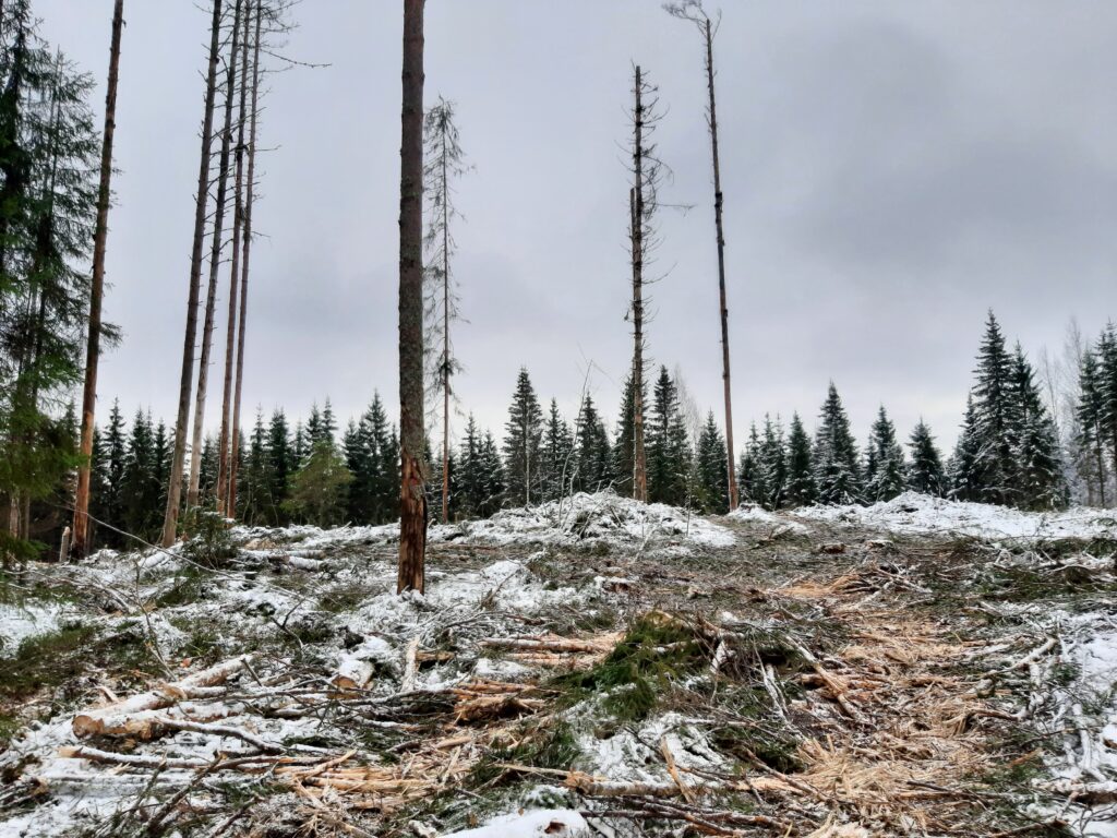 Avohakattu metsä.