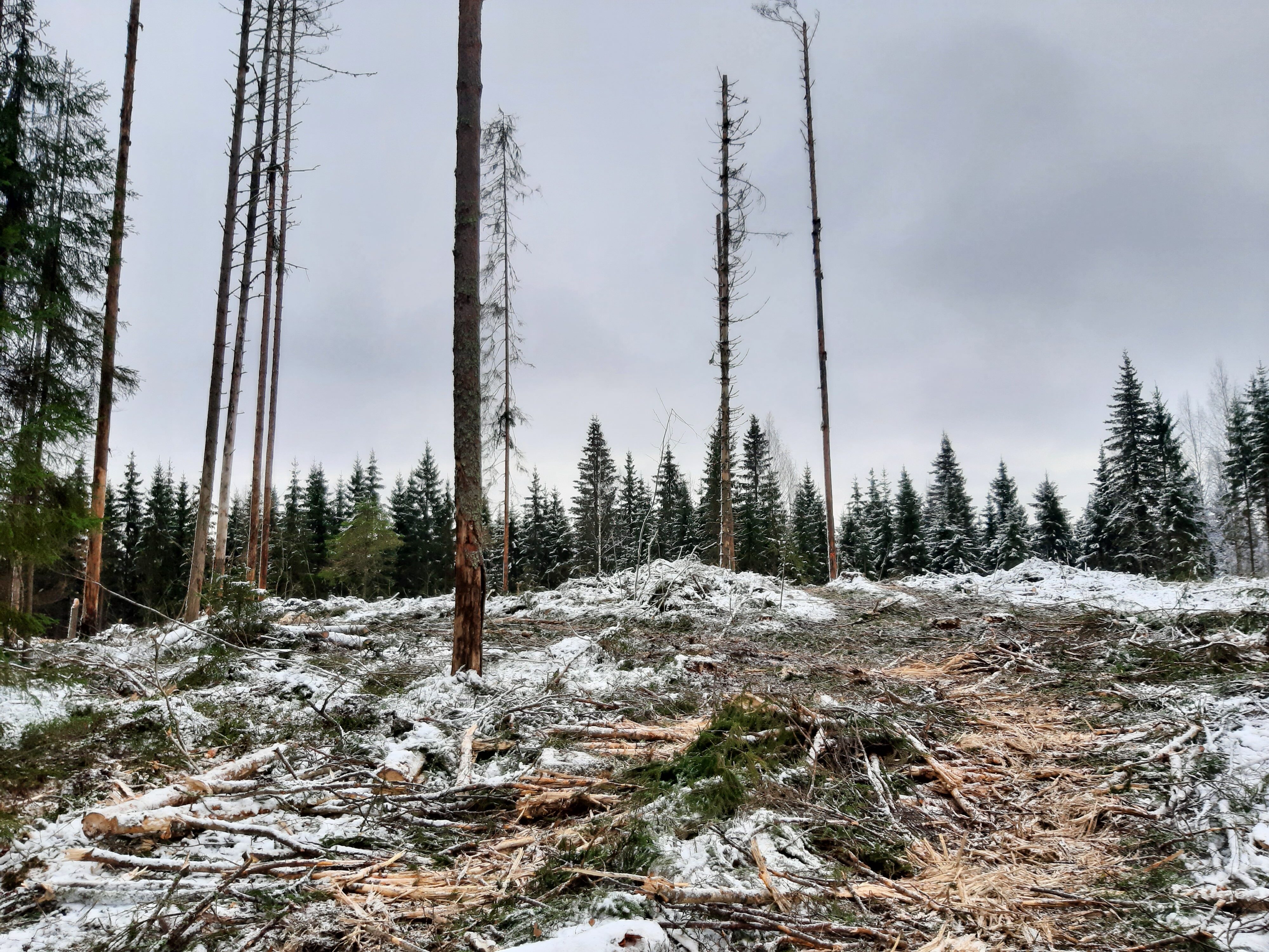 Avohakattu metsä.