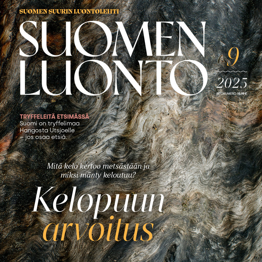 Suomen Luonto -lehden kannessa on kelopuu.